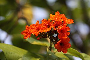 Cordia sebestena L. หมันแดง Family name BORAGINACEAE (5)