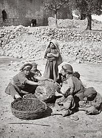Crushing Olives Palestine 1900-1920