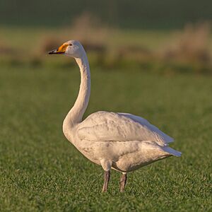 Cygnus cygnus Singschwan