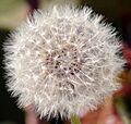 Dandelion12