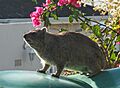 Dassie or rock hyrax near Cape Town