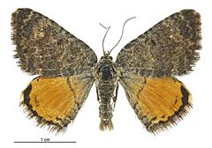 Dasyuris enysii male.jpg