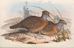 Dendrortyx barbatus - A monograph of the Odontophorinæ, or, Partridges of America.jpg