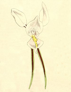 Diuris alba - Curtis' 101 - cut out from pl. 6201 (1875).jpg