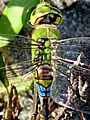Dorsal thorax of Lesser Green Emperor (Anax indicus) female