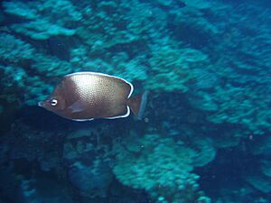 Easter Island Butterflyfish.jpg