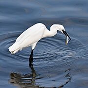Egret Fish 1 Muttukadu TN Jan22 D72 22575