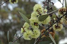 Eucalyptus desmondensis flowers