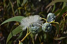 Eucalyptus globulus globulus buds