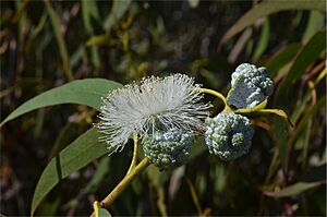 Eucalyptus globulus globulus buds