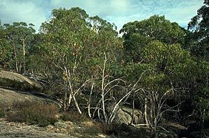 Eucalyptus mitchelliana.jpg