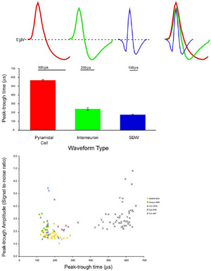 Example of Waveforms from Extracellular Tetrode Recordings in the Hippocampus from Different Cell Types and Axons