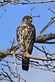 Falco columbarius PP