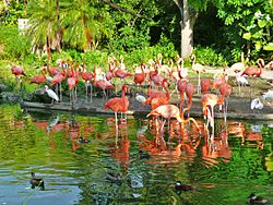 Flamingos Miami MetroZoo