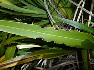 Flax weevil notch