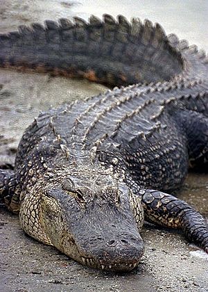 Florida Alligator.jpg