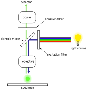 FluorescenceFilters 2008-09-28