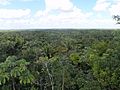 Forest canopy in Belize (5344010084)