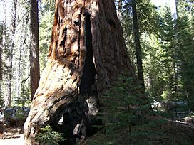 Freeman Creek Sequoia.jpg