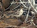 Galápagos Mockingbird (Nesomimus parvulus) -standing2