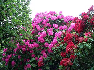 Garden with Rhododendrons
