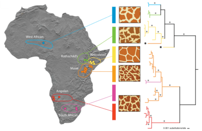 Genetic subdivision in the giraffe based on mitochondrial DNA sequences