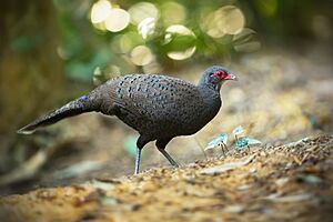 Germain's Peacock-Pheasant (female) 6785.jpg