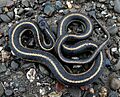 Giant Garter Snake 1