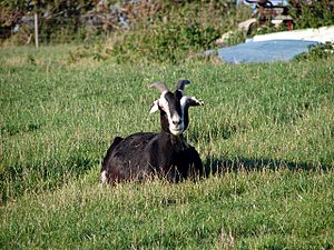 Goat at Offley - geograph.org.uk - 245154