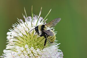 Golden Northern Bumble Bee (Bombus fervidus) (14855286195).jpg