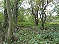 Great Merrible Wood 5