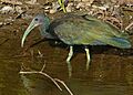 Green Ibis (Mesembrinibis cayennensis) (30903118634)