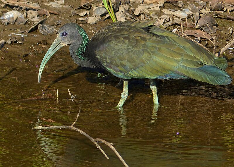 Green Ibis (Mesembrinibis cayennensis) (30903118634)