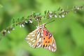 Gulf Fritillary butterfly at Se7en Wetlands