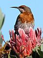 Gurney's Sugarbird, Promerops gurneyi at Marakele National Park (14123201404)
