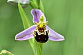 Ham Lands, Ophrys apifera (1)