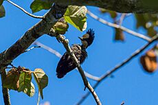 Heart Spotted Woodpecker(Female)