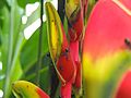 Heliconia rostrata close up with ants
