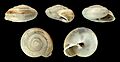 Hemicycla mascaensis 01