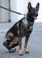 Hero Military Working Dog awarded animals Victoria Cross MOD 45167434