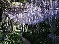 Huntington Library Gardens Wisteria arbor, 2009