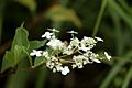 Hydrangea paniculata - fiore di vista 01