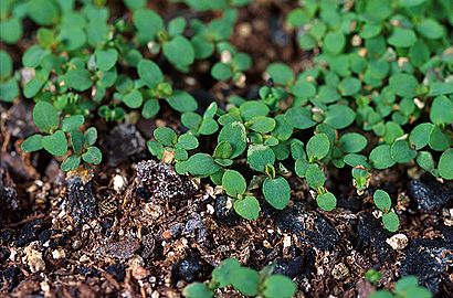 Hypericum perforatum plantlets