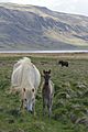 Icelandic mare and foal1