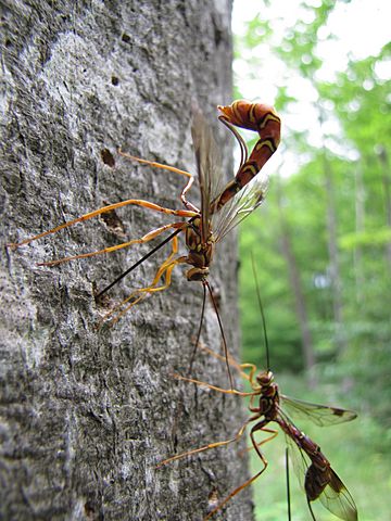 Ichneumon wasp (Megarhyssa macrurus lunato) (7686081848)