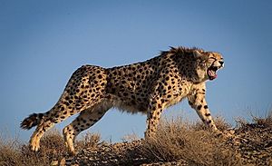 Iranian Cheetah roars