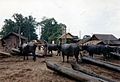 Irrawaddy log-buffalo