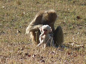 Kinda baboon white infant with mother