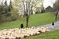Koniaków miyszani owiec (redyk wiosenny) 05