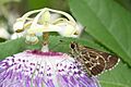 Lace-winged Roadside-Skipper Amblyscirtes aesculapius